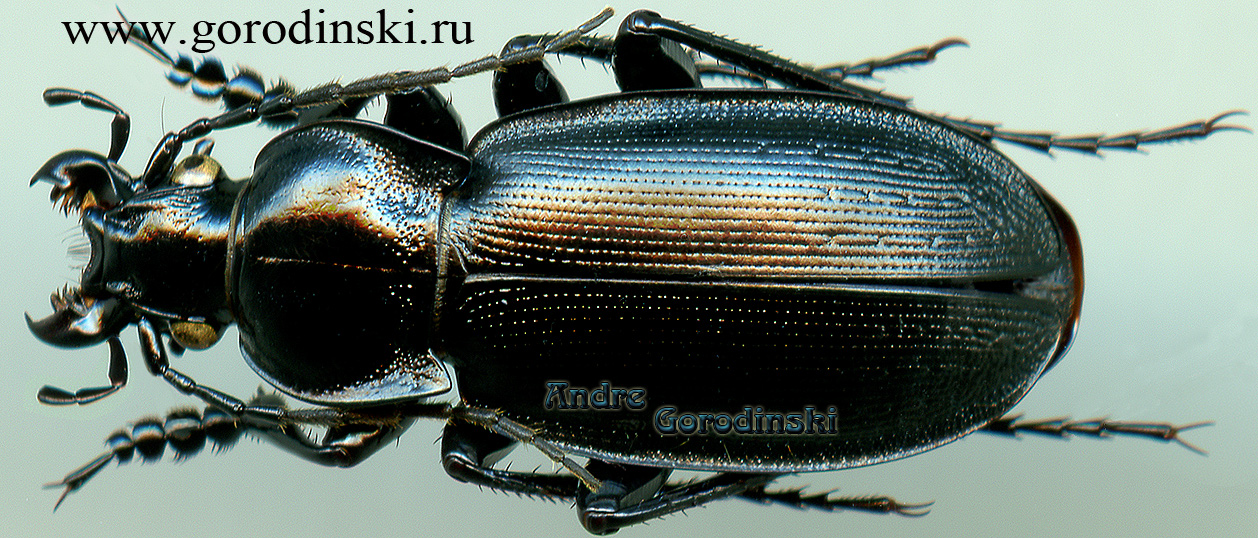 http://www.gorodinski.ru/carabus/Cryptocarabus sororius.jpg